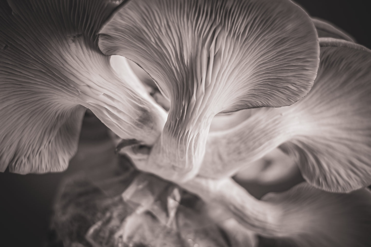 Planet Mushrooms
