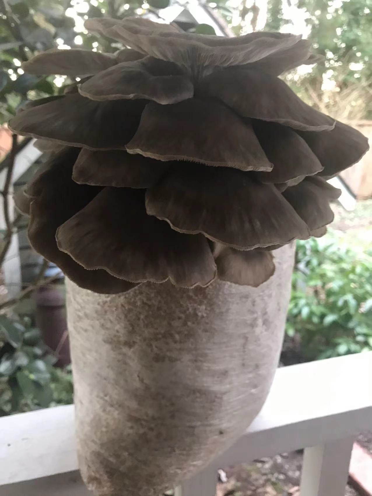 
                  
                    Monster Oyster Mushrooms grow kits
                  
                
