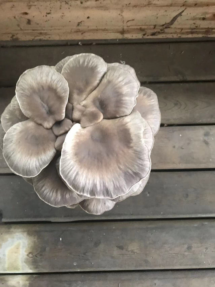 
                  
                    Monster Oyster Mushrooms grow kits
                  
                