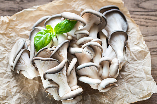 
                  
                    Blue Oyster Mushroom Grow Kit
                  
                