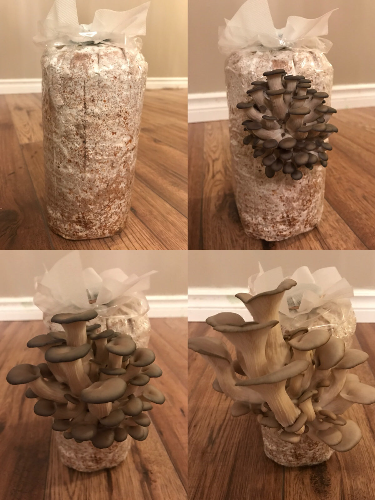
                  
                    Blue Oyster Mushroom Grow Kit
                  
                
