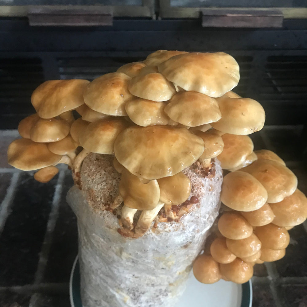 
                  
                    Nameko Mushroom Grow Kit
                  
                