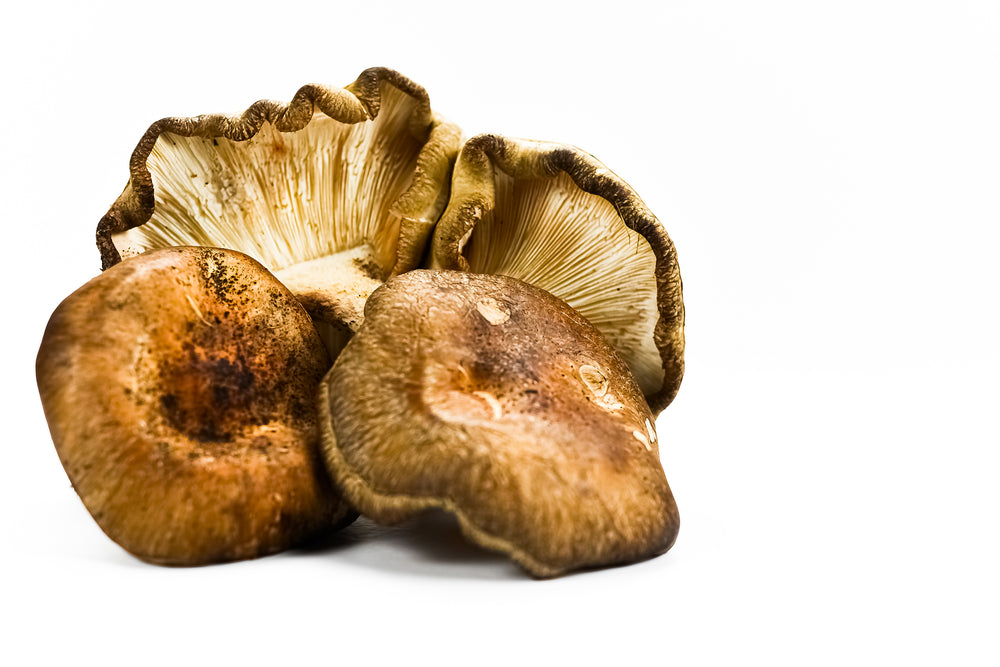 
                  
                    Shiitake Mushroom Grow Kit
                  
                